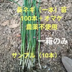 2026年最新】長ネギ苗の人気アイテム - メルカリ