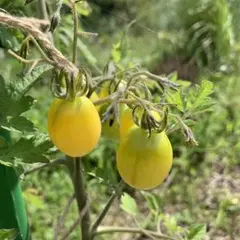 黄アイコ トマト 苗 3本セット - メルカリ