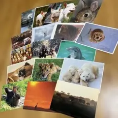 Item thumbnail for item 86e46611-7f46-4bed-a376-d863562a1c2e