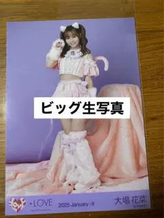 イコラブ　＝LOVE 生写真 ビッグ生写真　大場花菜　7周年衣装　ネコ　ヒキ②