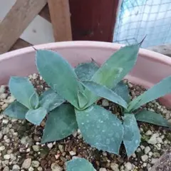 専用　選抜株　最終　[引き取り可能]　パリートランカータ　パリー 専用 選抜株 最終 [引き取り可能] パリートランカータ パリー