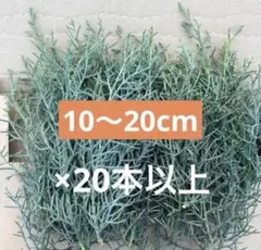 コニファー　ブルーアイス　10〜20cmカット