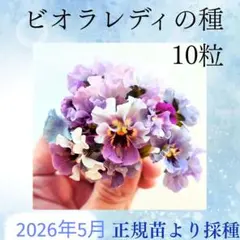 【取説付】レディの種 正規苗採取 ブルーパープル系 MIX 10粒 ビオラのサムネイル