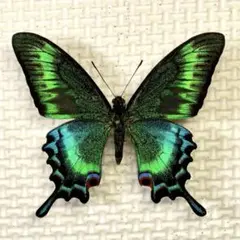 2025年最新】昆虫標本 蝶の人気アイテム - メルカリ