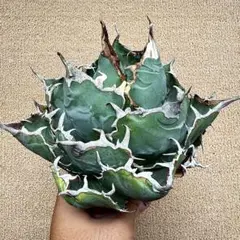 Lj_plants】Z491アガベ チタノタ 白鯨 極上強棘株 - メルカリ