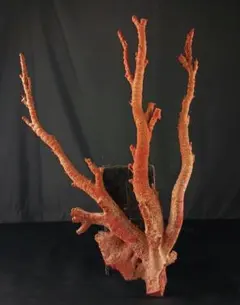 2025年最新】珊瑚原木の人気アイテム - メルカリ