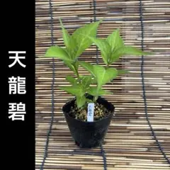 笹【ポットごとヤマト便233】ヤマアジサイ　幼苗　土佐の暁　山紫陽花 ポットごとヤマト便233】ヤマアジサイ 幼苗 土佐の暁 山紫陽花 - メルカリ