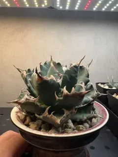 2026年最新】姫厳竜 子株の人気アイテム - メルカリ