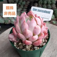 2025年最新】lier 多肉の人気アイテム - メルカリ