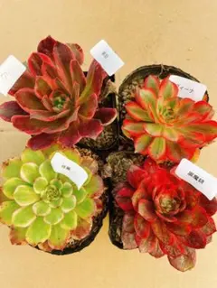 72 多肉植物 アエオニウム 抜き苗 4種セット