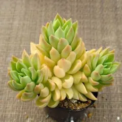 simulans Rayones×S.gypsophilum 多肉植物抜き苗うにのサムネイル