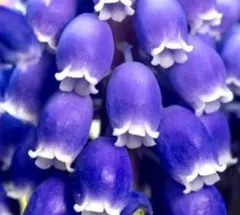 そろそろ植え時‼️まころんが作った青く美しいムスカリの球根サイズmix30球‼️②