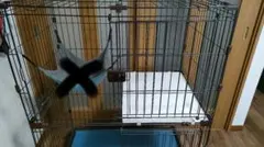 Item thumbnail for item d955bac6-ebdd-44b1-8a7b-a486781f75a7