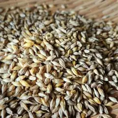 ❁⃘*.゜しろくまさま専用❁⃘*.゜自然栽培六条大麦 10kg ❁⃘*.゜しろくまさま専用❁⃘*.゜自然栽培六条大麦 10kg