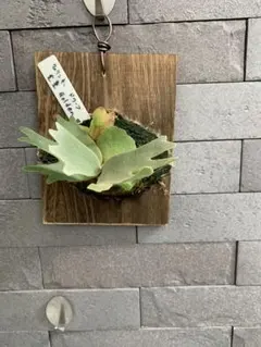 2025年最新】金童 ビカクシダの人気アイテム - メルカリ