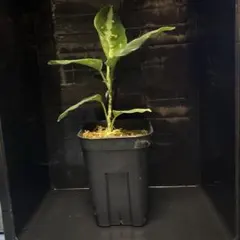 2025年最新】アグラオネマ ピクタムの人気アイテム - メルカリ