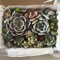 多肉植物　カット苗　寄せ植え　詰め合わせ