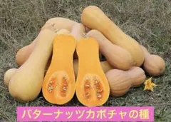 バターナッツカボチャの種　30粒　オマケつき