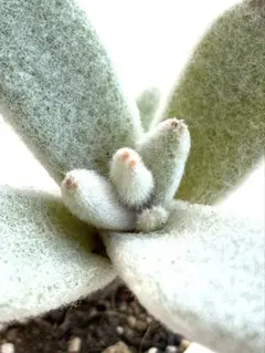 福兎耳　ふくとじ　抜き苗　多肉植物 エケベリア セダム　カランコエ