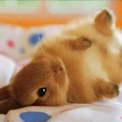 モコ様♡専用♡ページ