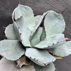 2025年最新】アガベ パリー トランカータの人気アイテム - メルカリ