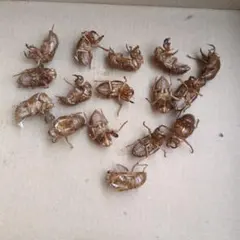 セミの抜け殻 楽天市場】セミの抜け殻の通販