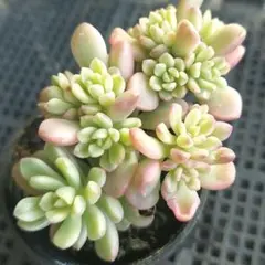 ★ジョイスタロック錦②★抜き苗★セダム★多肉★多肉植物★寄せ植え★