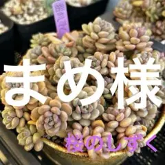 多肉植物 桜のしずく 14カット