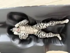 CCP キン肉マン　ゼブラ　特別カラーVer. スパイスシード