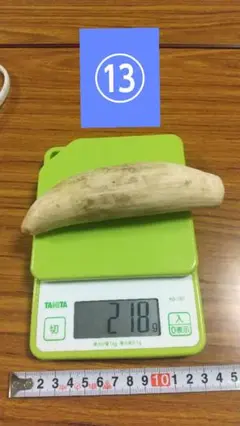 マッコウクジラ 鯨牙 鯨歯 天然素材 印材 バラ売り⑬