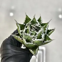 2025年最新】アガベ シーザーの人気アイテム - メルカリ