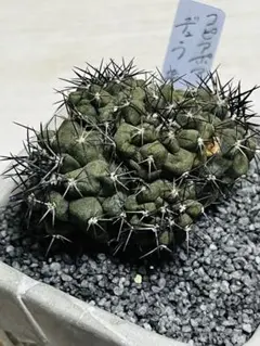 希少株】サボテン コピアポア デュラ 銅鑼丸 copiapoa dura 自根