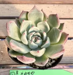 2025年最新】チワワエンシスの人気アイテム - メルカリ