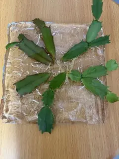 デンマークカクタス(シャコバサボテン) 多肉植物　赤色のサムネイル