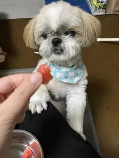 せんよう