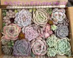 Daisy様 リクエスト 2点 まとめ商品