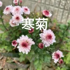 2026年最新】菊苗の人気アイテム - メルカリ