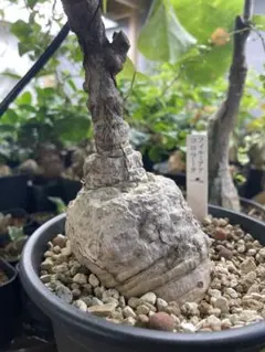 2026年最新】フィルミアナの人気アイテム - メルカリ