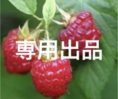 ぺろり様 リクエスト 3点 まとめ商品