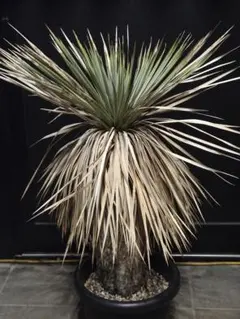 2026年最新】ロストラータ ユッカの人気アイテム - メルカリ