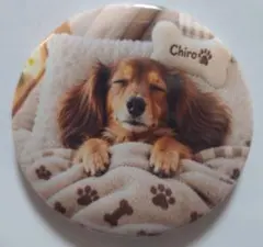 ダックスフンド【チロ】眠る姿 58mm缶マグネット2個セット
