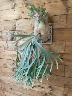p.bifurcatum 'E-1' 親株出品 p.bifurcatum 'E-1' 親株出品 - メルカリ