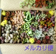F 多肉植物セダム 多肉弁当 カット苗セット 詰め合わせ (中)