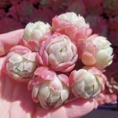 kumaasu様 リクエスト 2点 まとめ商品