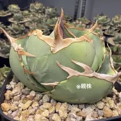 2026年最新】Cok アガベの人気アイテム - メルカリ