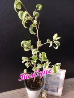 2026年最新】ベンジャミンバロックの人気アイテム - メルカリ