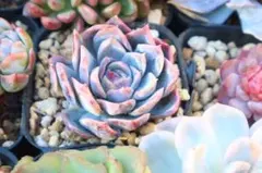 2025年最新】ブルーサプライズ 多肉の人気アイテム - メルカリ