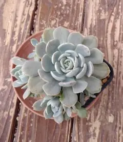 多肉植物　ルンヨニー　白い子セット 多肉植物 ルンヨニー 白い子セット ルンヨニー】エケベリア属 ○成長