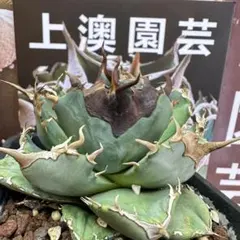 525【上澳園芸】 アガベ チタノタ shangao-011 月蝕 良質子株 こんにちわ、shangao-011月蝕子株はヤフーオークションに参加してい