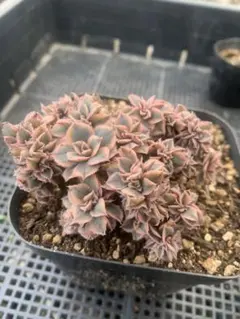 2025年最新】アエオニウム綴化の人気アイテム - メルカリ